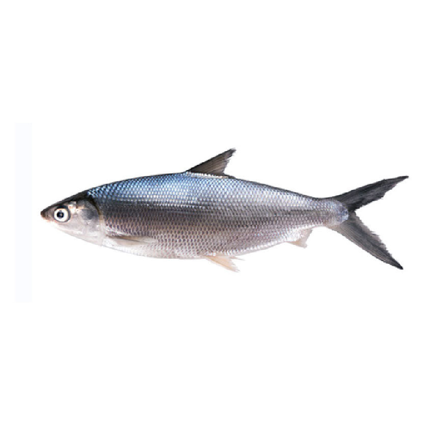 SMI Fish Bangus Big Approximate 1kg