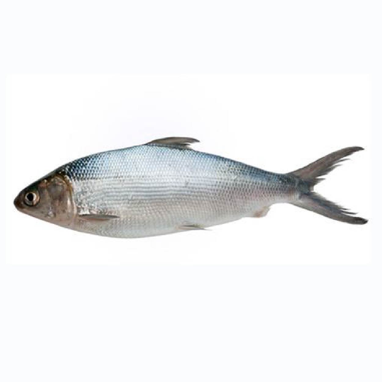 SMI Bangus Extra Large Approximate 1kg