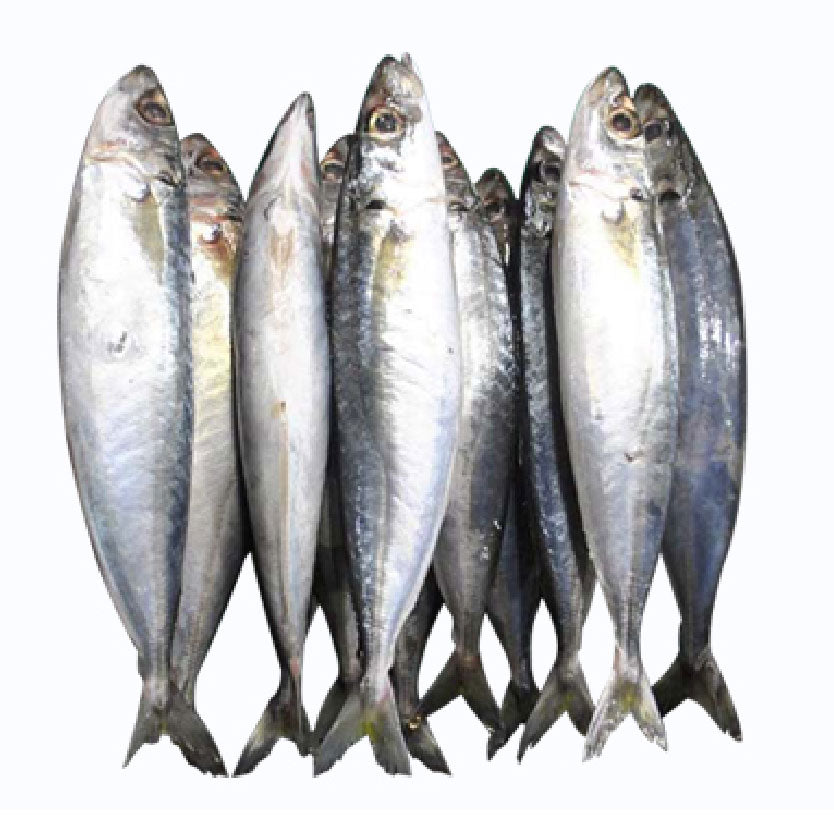 SMI Fish Galunggong Tunay Approximate 1kg
