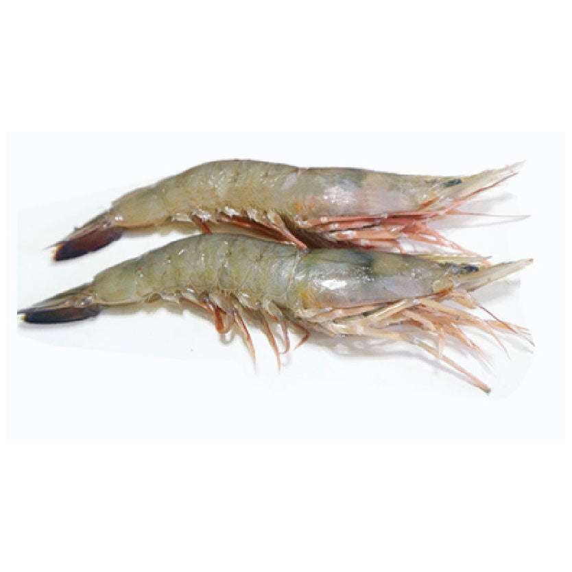 SMI Shrimp Suahe Large Approximate 1kg
