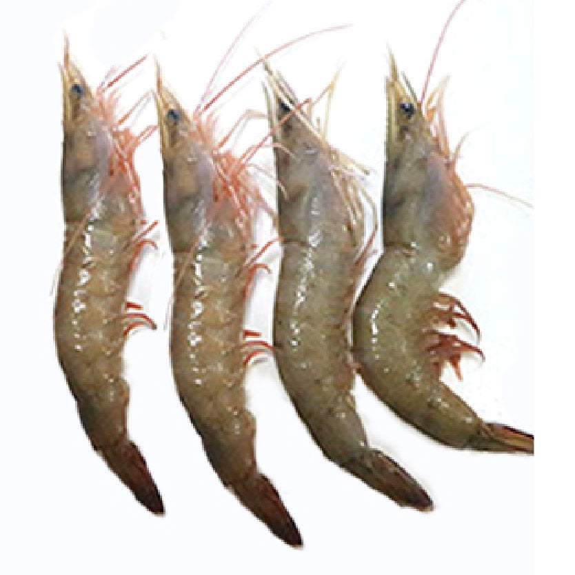 SMI Shrimp Suahe Medium Approximate 1kg