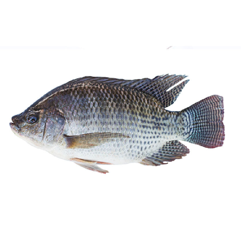 SMI Fish Tilapia Medium Approximate 1kg