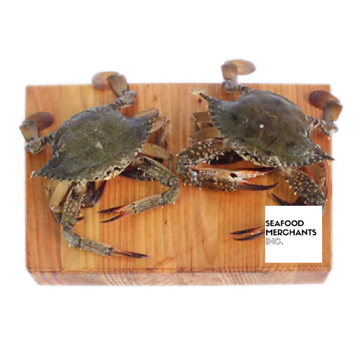 SMI Alimasag Female Approximate 1kg