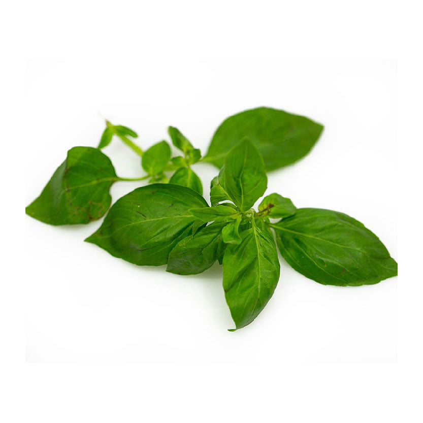 Global Fresh Basil Leaves 45g-50g
