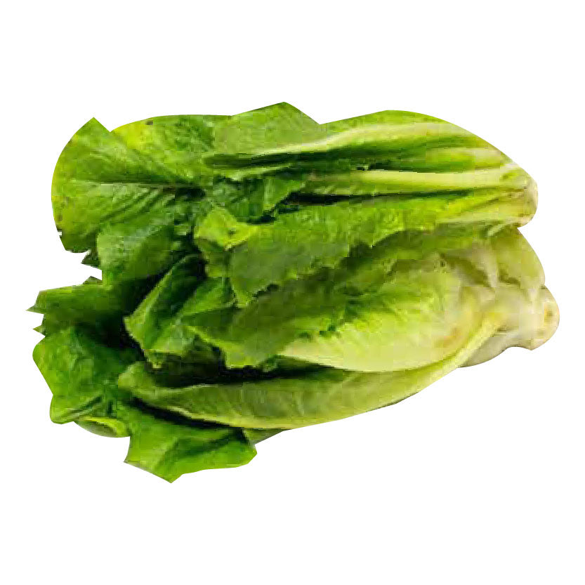 Global Fresh Romaine Lettuce 340g-350g