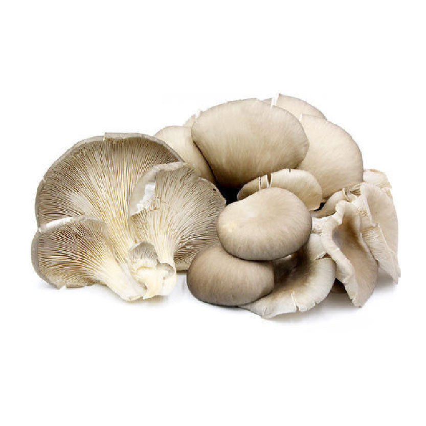 Global Fresh Mushroom Oyster 100g-120g