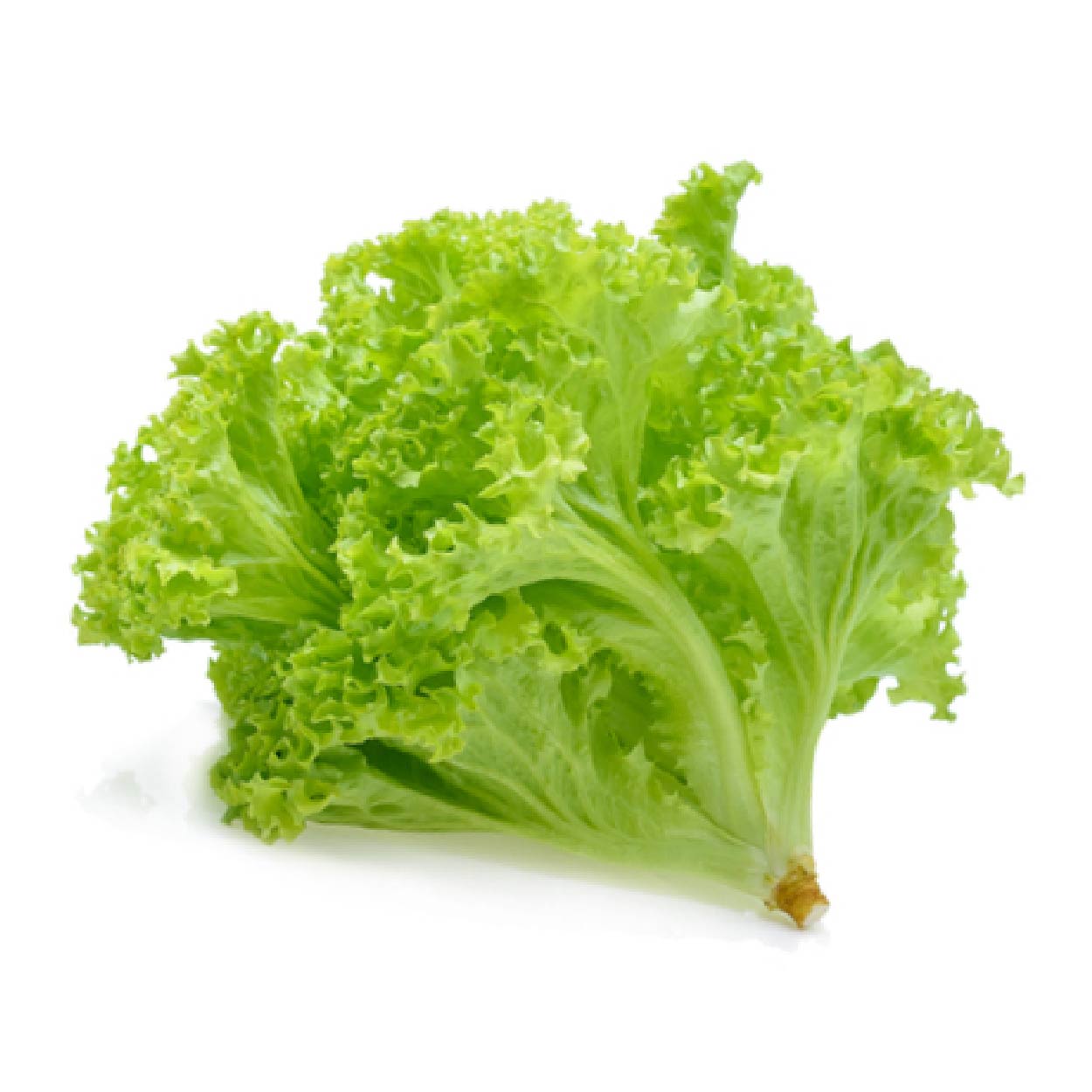 Yesha Organic Lettuce Green Ice 250g