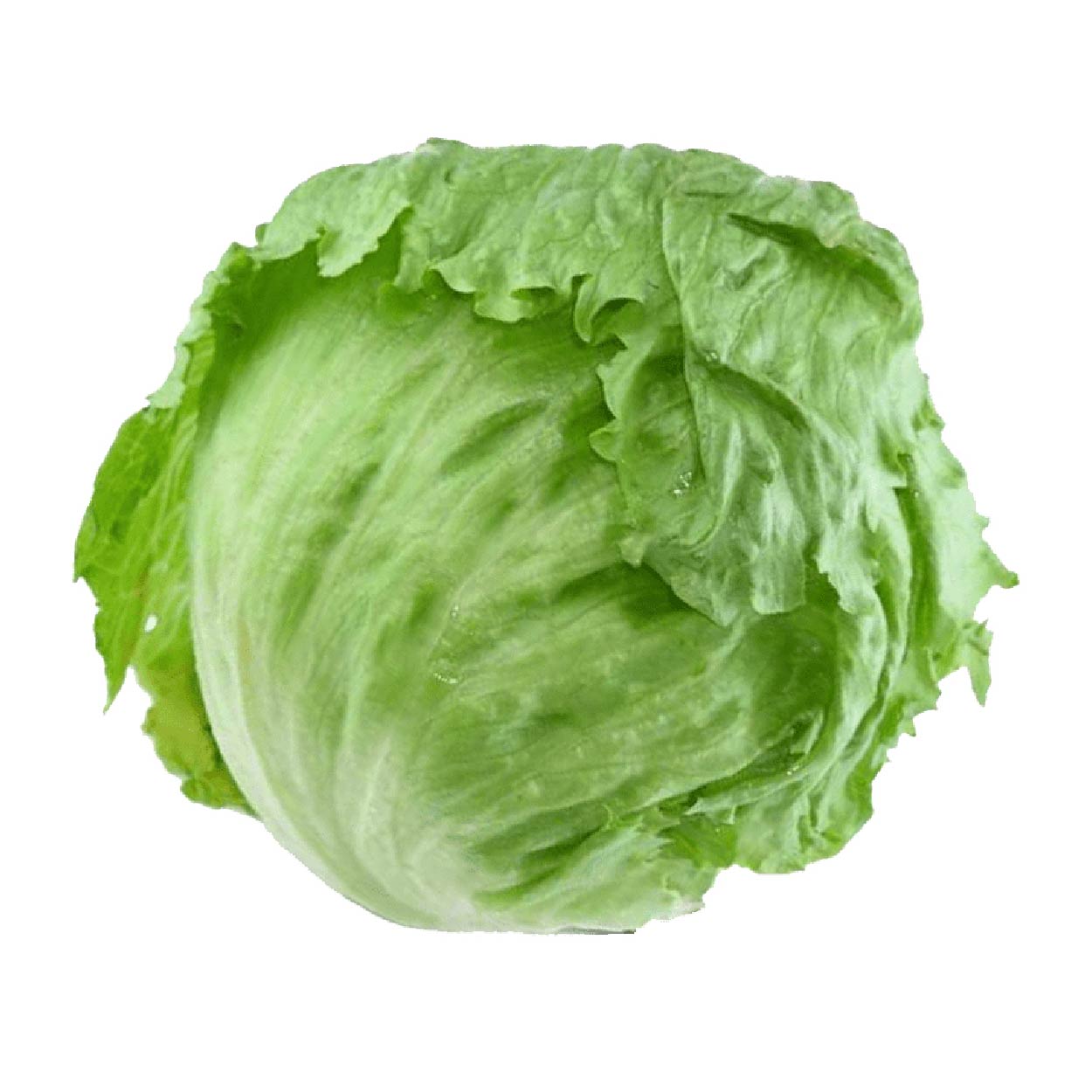 Yesha Organic Lettuce Head 250g
