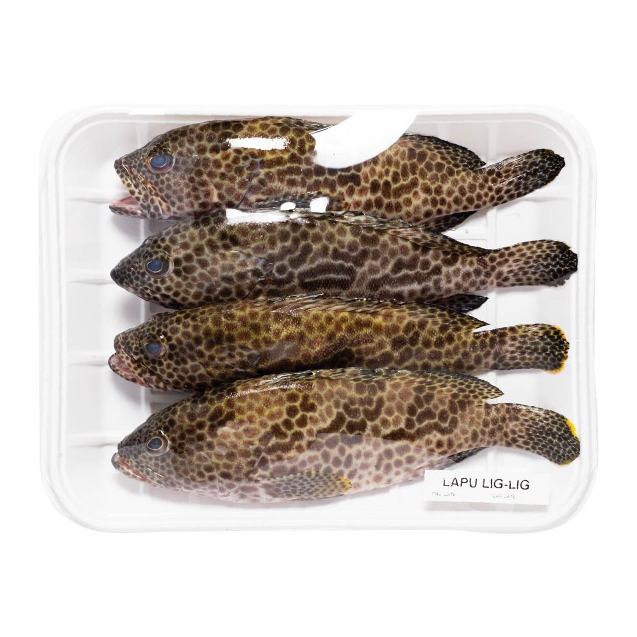 SMI Lapu Lapu Liglig Approximate 1kg