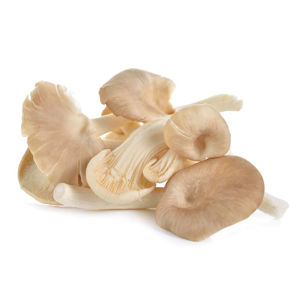 Sydarb Abalone Oyster Mushroom 200g