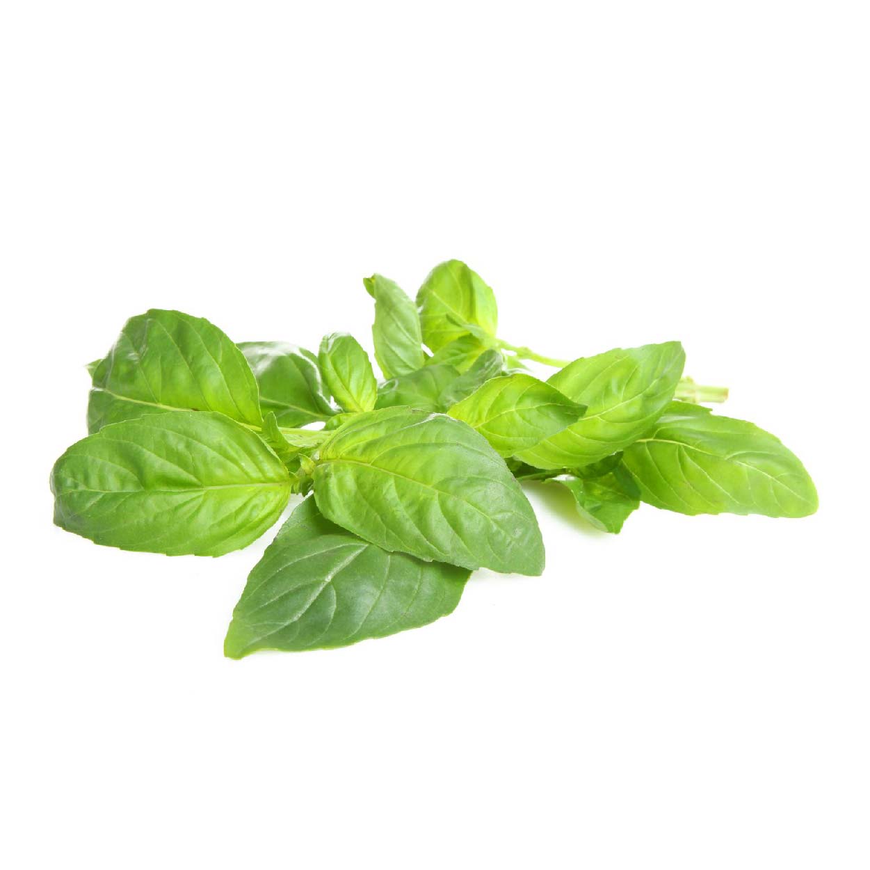 Sydarb Basil 50g