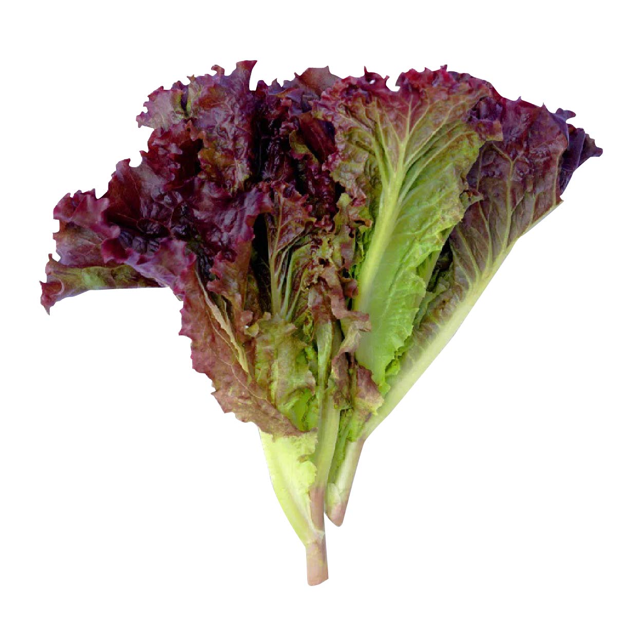 Yesha Organic Lettuce Lolo Rosa 250g