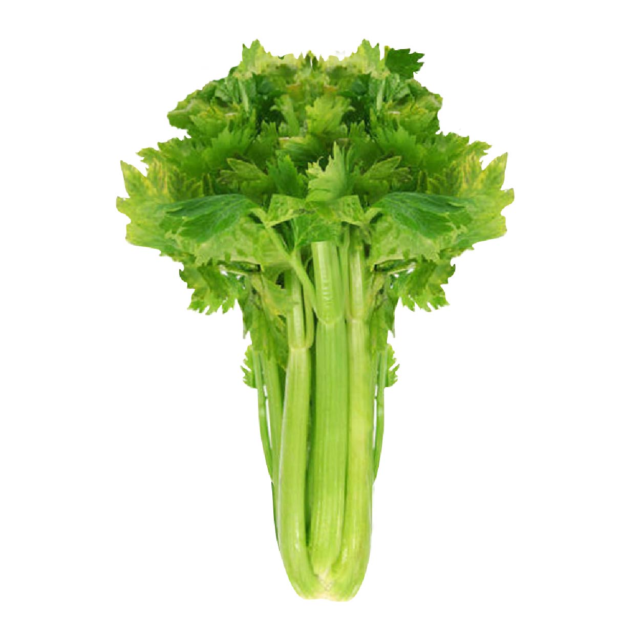 Yesha Celery 140g-150g