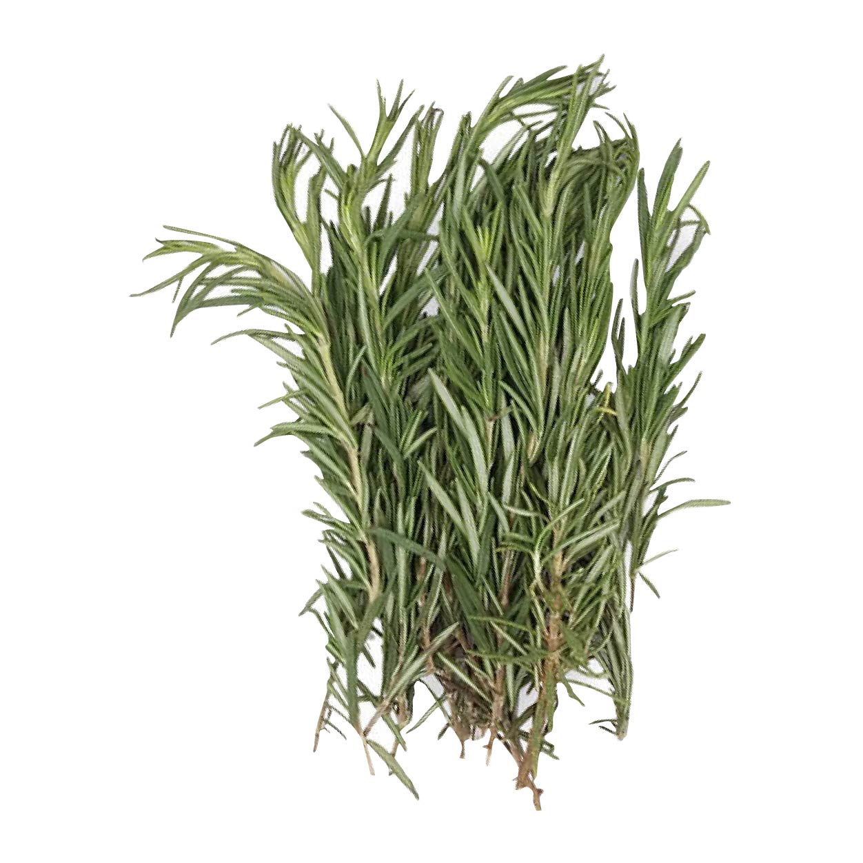 Yesha Rosemary 200g