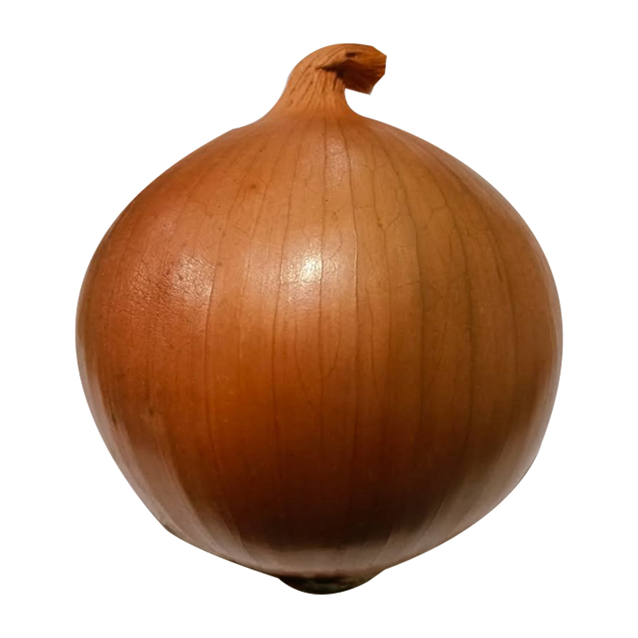 Ennius White Onion 250g