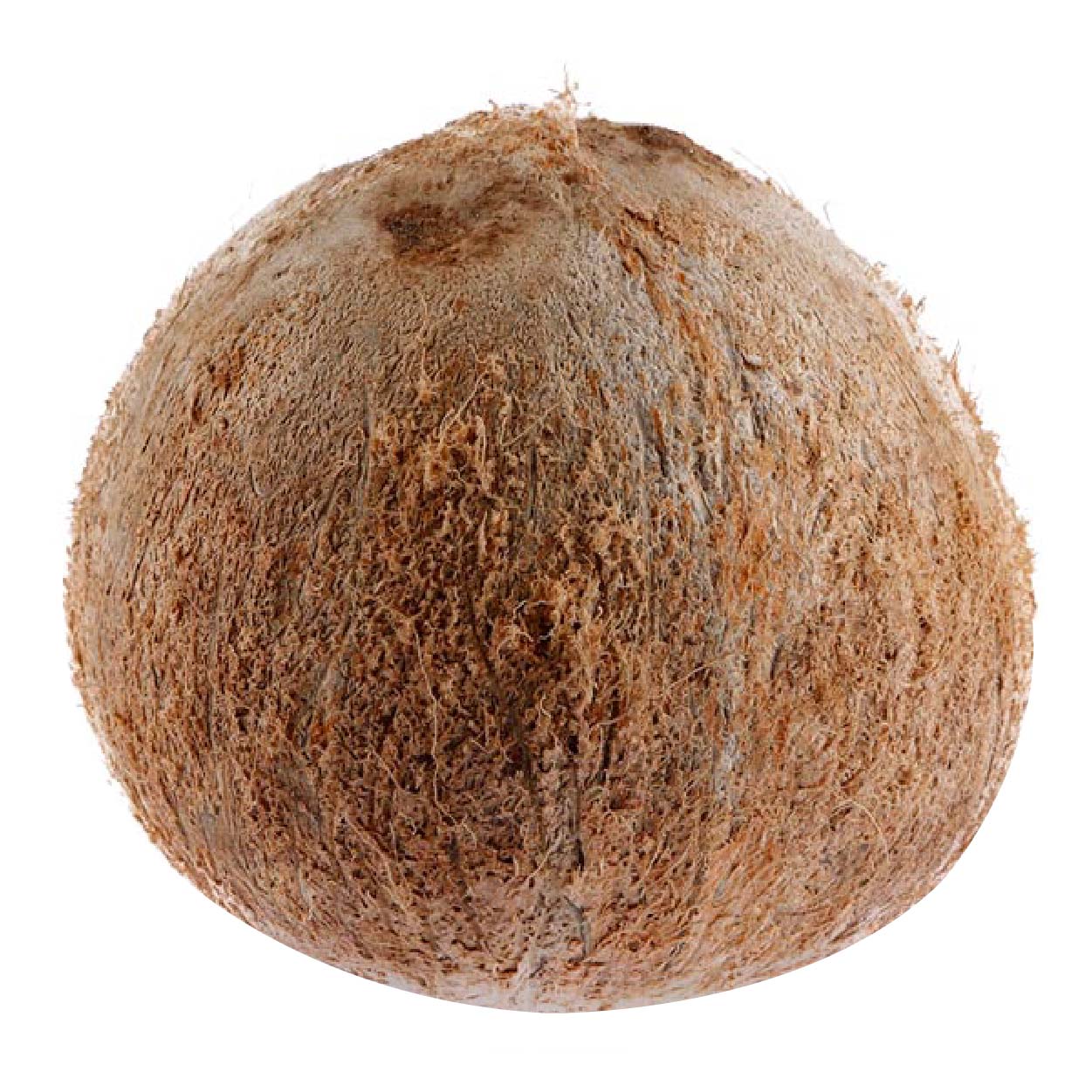 Dizon Whole Coconut Niyog 1pc